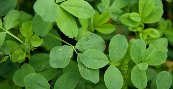 The Top 15 Alfalfa Leaf Health Benefits You Need to Know