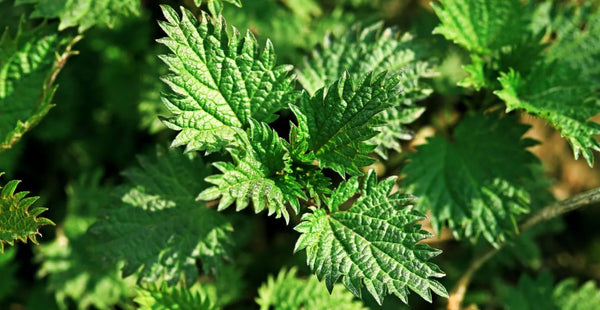 Top 7 Health Benefits of Nettle Leaf