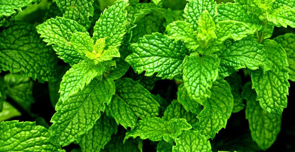 17 Peppermint Leaf Health Benefits You Need To Know